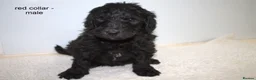 Goldendoodle dogs for sale: FB1 Goldendoodle pupies - Advert 17