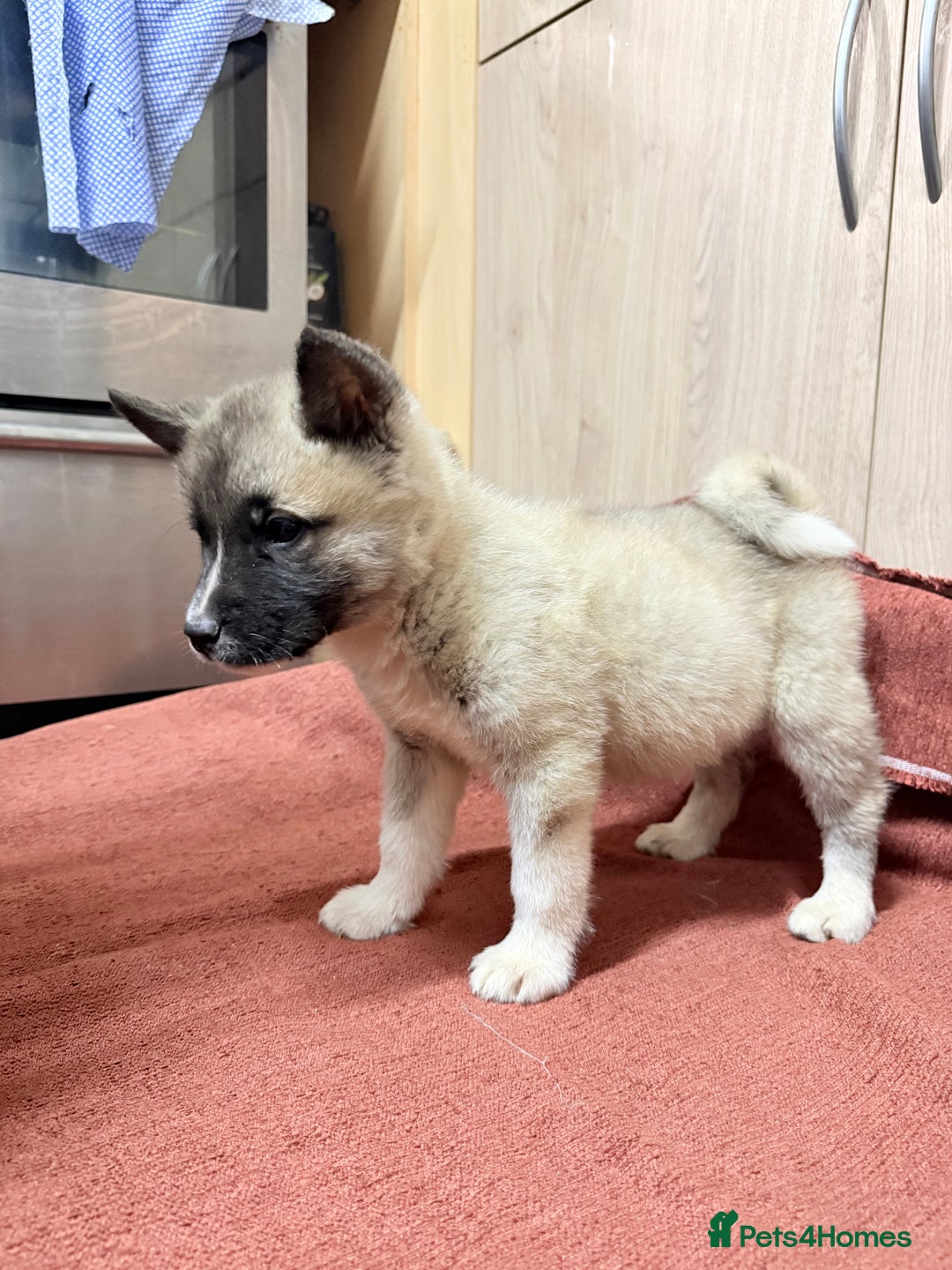 Akita dogs for sale: American Akita - Advert 20