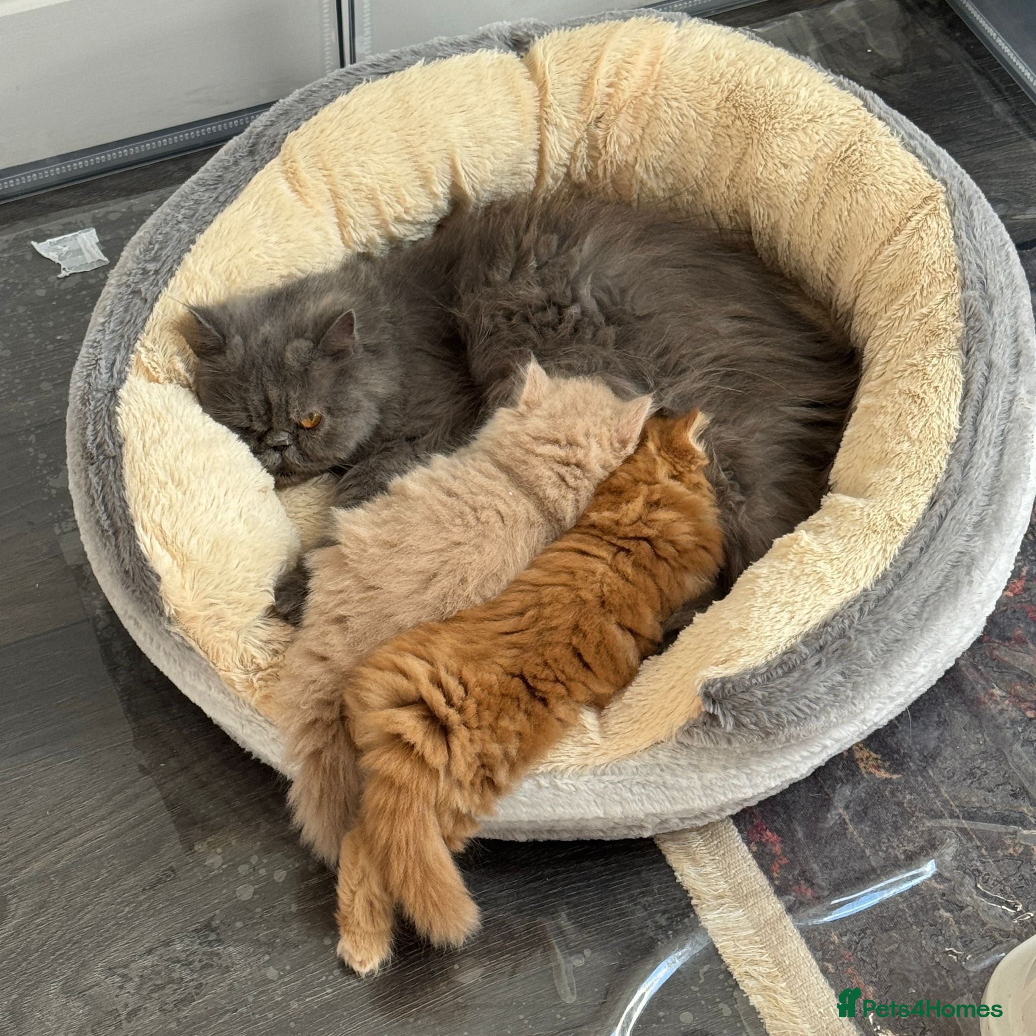 Persian cats for sale: 🐾 Pure Persian Kittens  🐾 - Advert 1