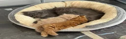 Persian cats for sale: 🐾 Pure Persian Kittens  🐾 in Manchester - Advert 1