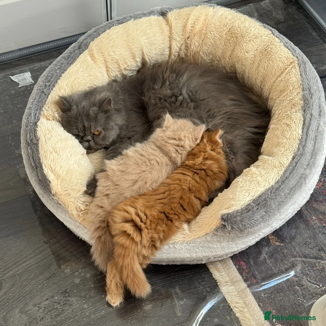 Persian cats for sale: 🐾 Pure Persian Kittens  🐾 in Manchester - Advert 1