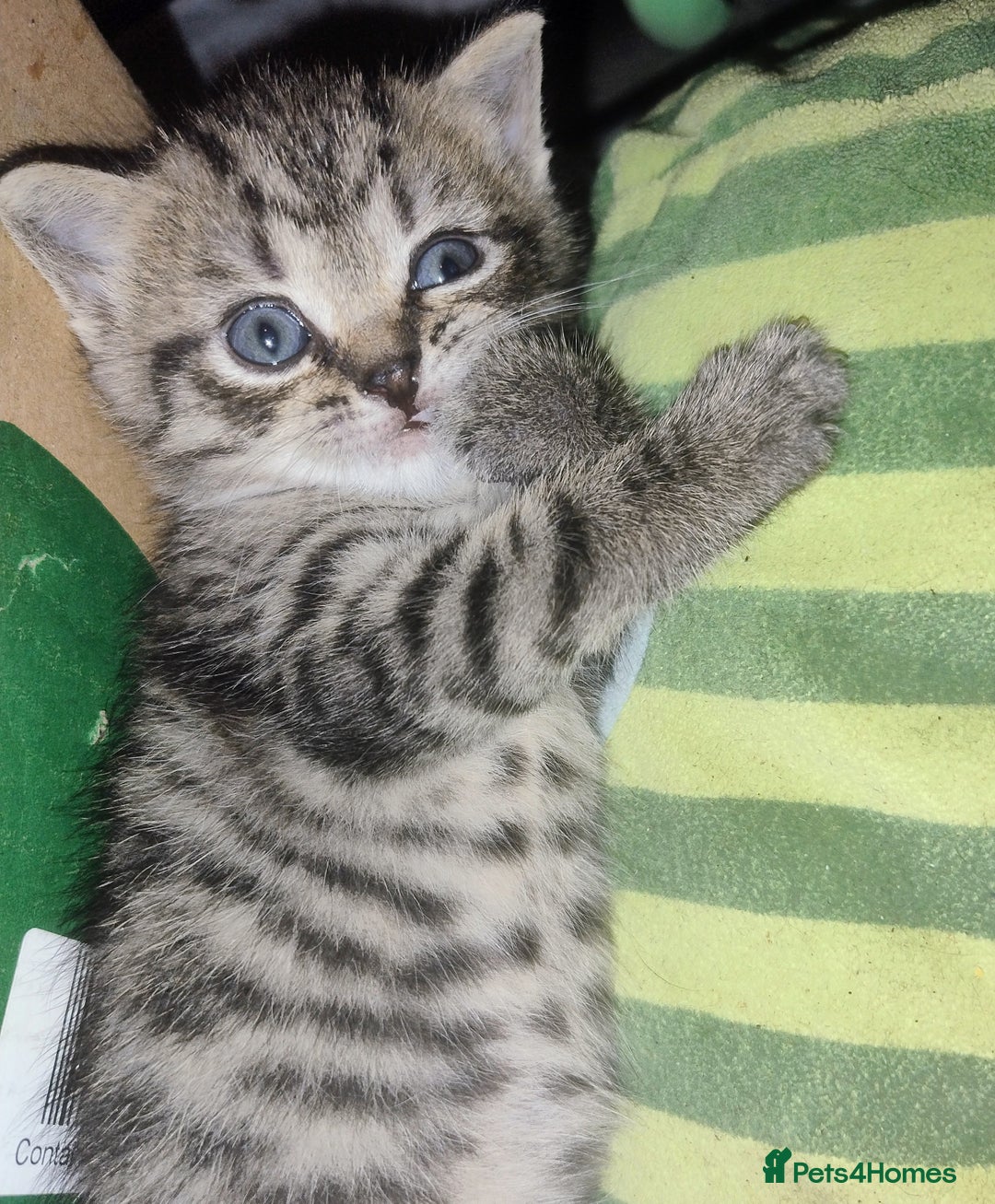 Mixed Breed cats for sale: Kittens ready to go. - Advert 8