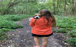 Beagle dogs for stud: Pedigree Beagle for Stud in Aldershot - Image 18