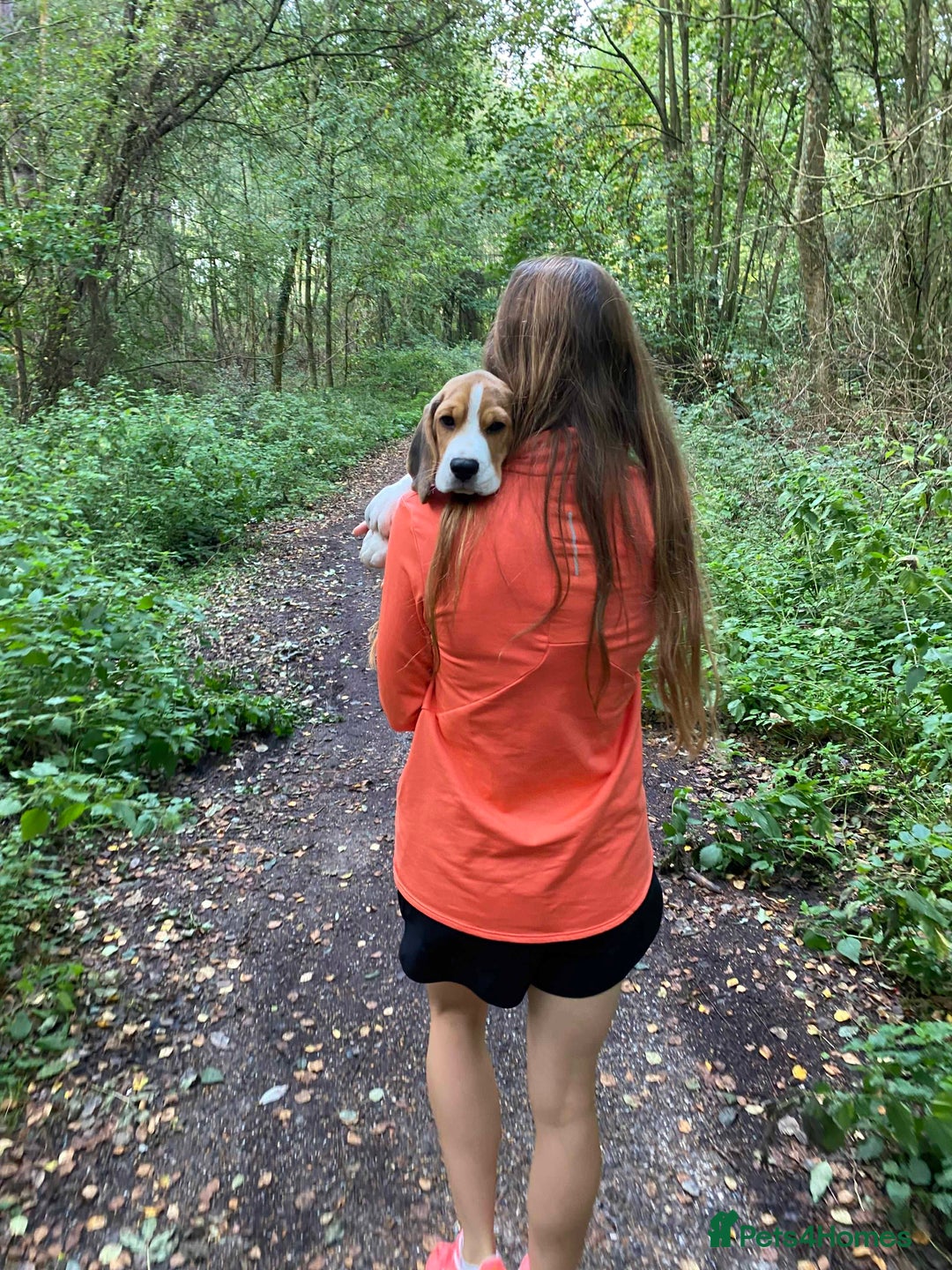 Beagle dogs for stud: Pedigree Beagle for Stud in Aldershot - Image 18