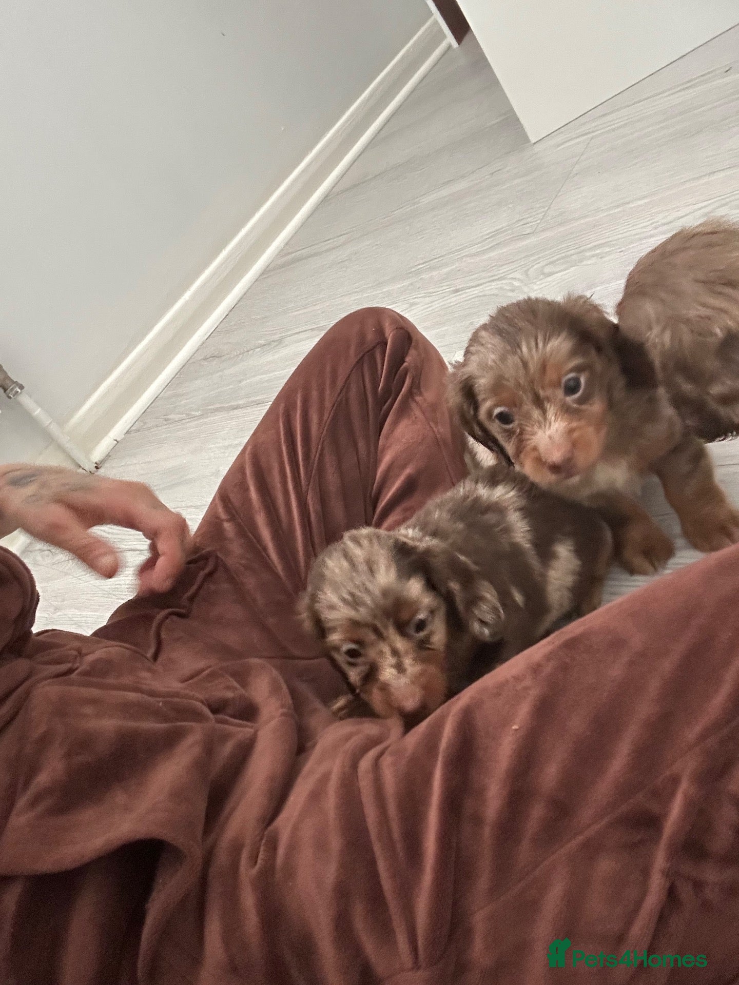 Miniature Dachshund dogs Miniature dachshund - Advert 2