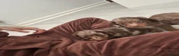 Miniature Dachshund dogs for sale: Miniature dachshund - Advert 2