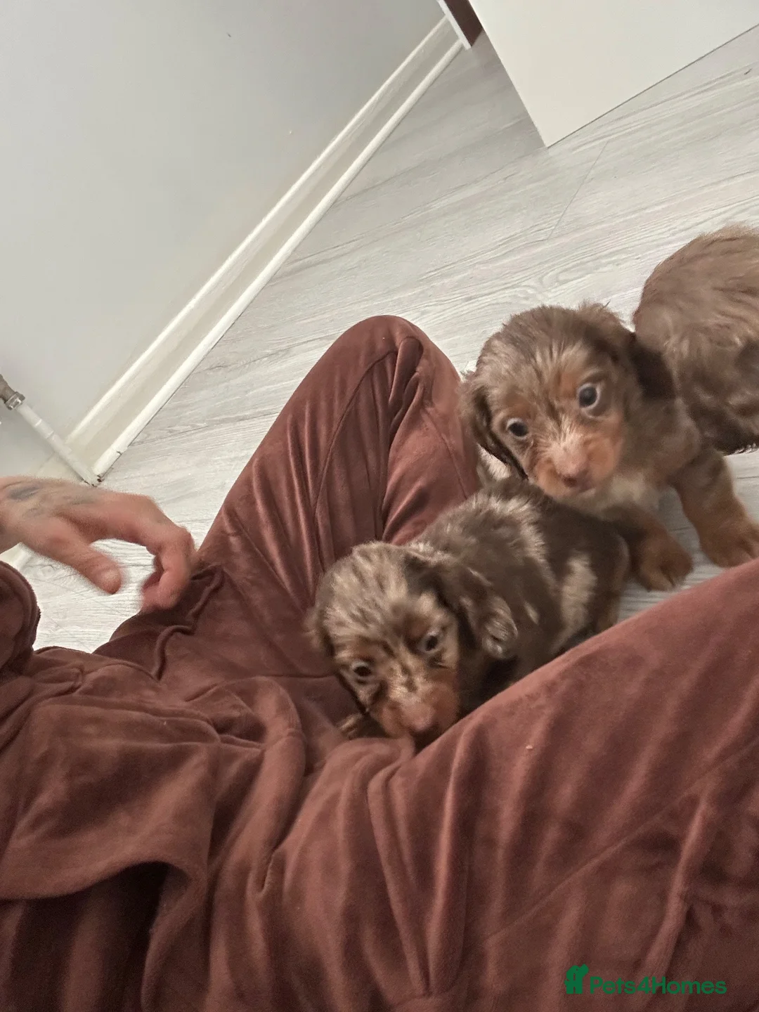 Miniature Dachshund dogs for sale: Miniature dachshund - Advert 2