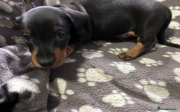 Miniature Dachshund dogs for sale: Stunning Miniature Dachshund Pups - Image 15