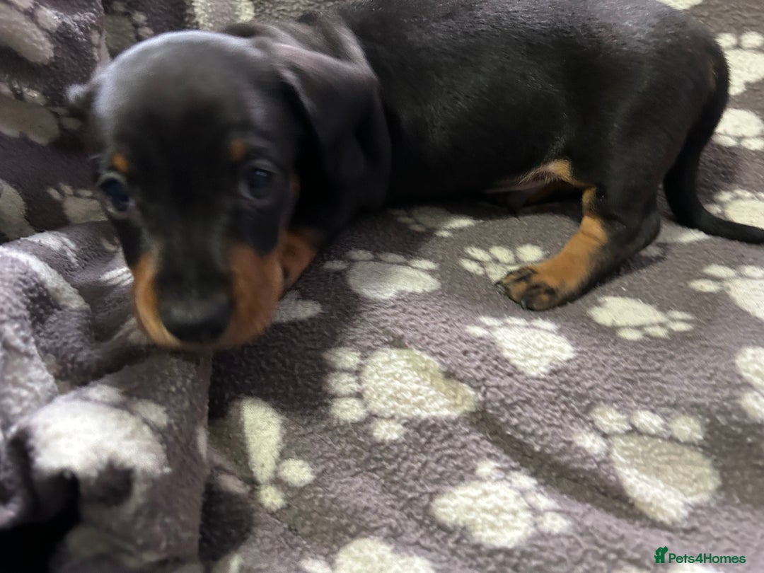 Miniature Dachshund dogs for sale: Stunning Miniature Dachshund Pups - Image 15