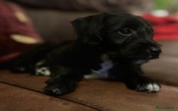 Jackapoo dogs for sale: ✨ Gorgeous Jackapoo puppies ready to leave now ✨ - Advert 9