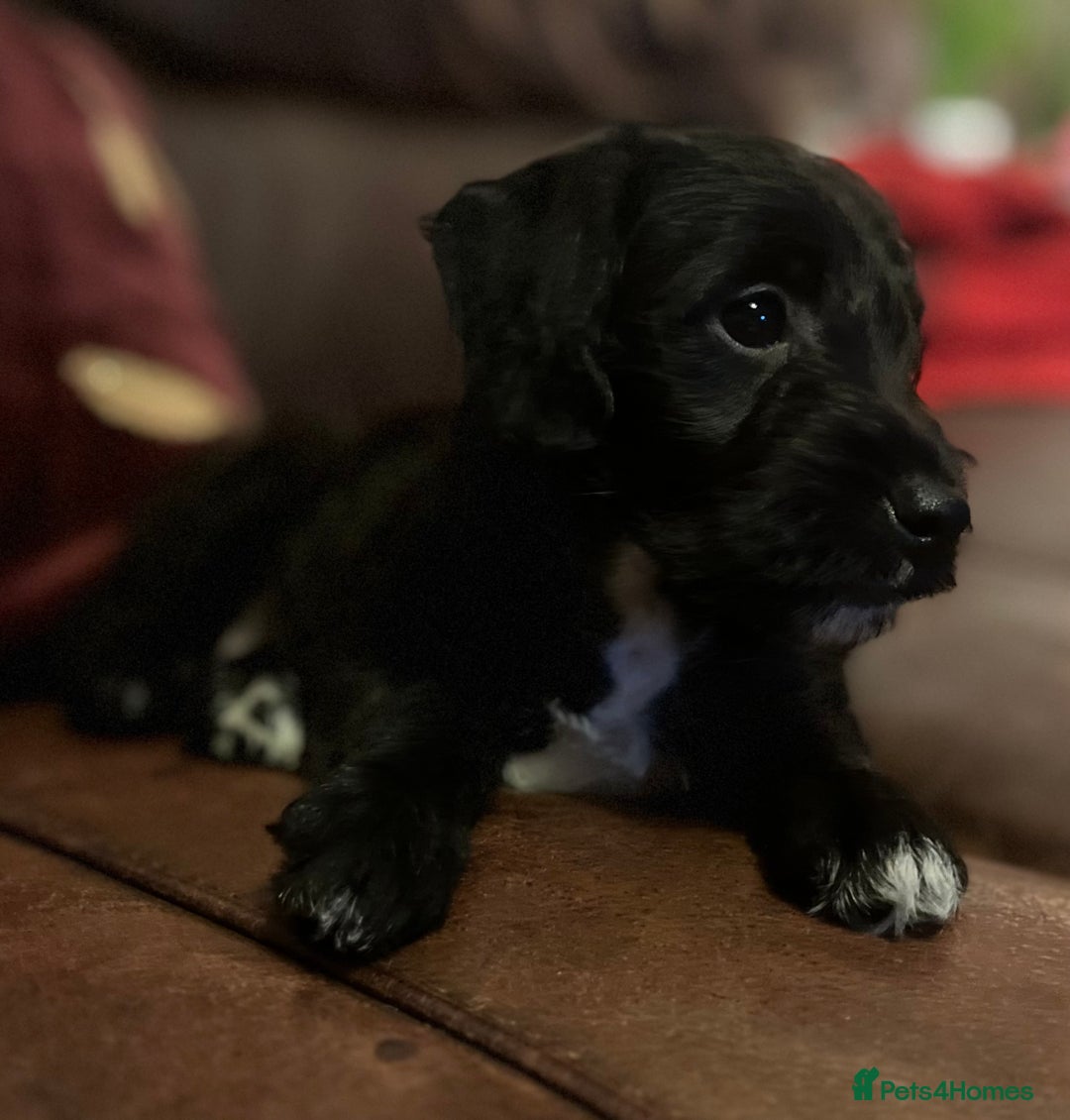 Jackapoo dogs for sale: ✨ Gorgeous Jackapoo puppies ready to leave now ✨ - Advert 9