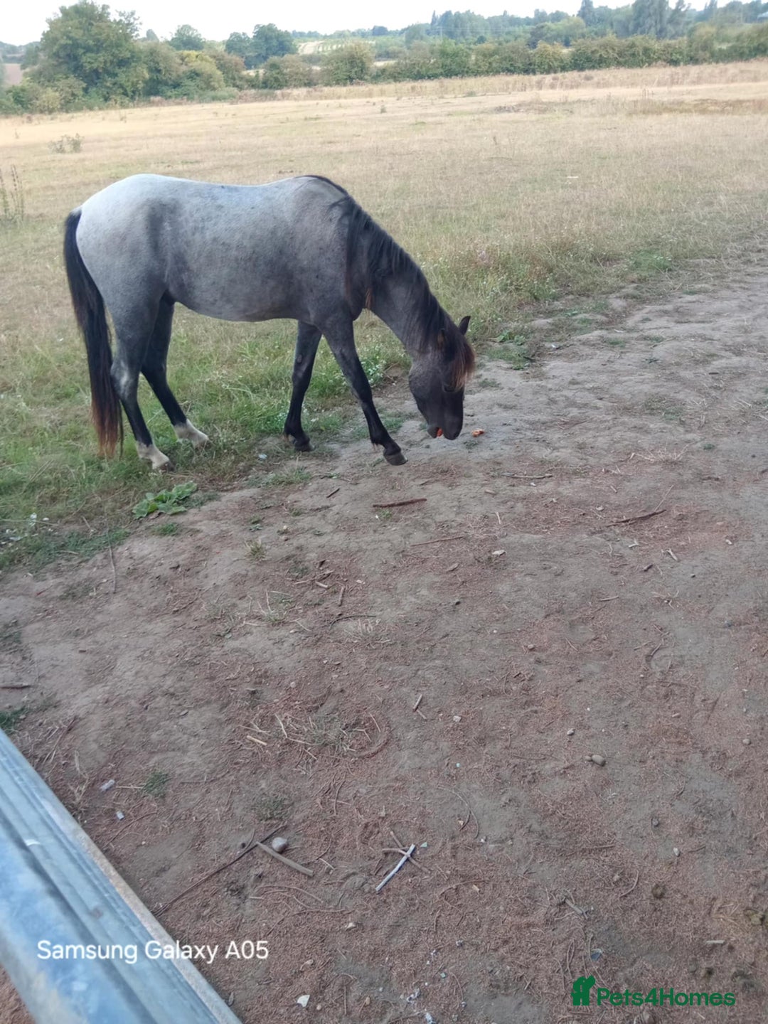 Arabian horse horses for sale: 2 yr old blue roan colt. Arab x welsh. Quick sale - Image 3