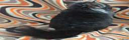Chinchilla rodents for sale: Variety of chinchillas babys and adults - Advert 5