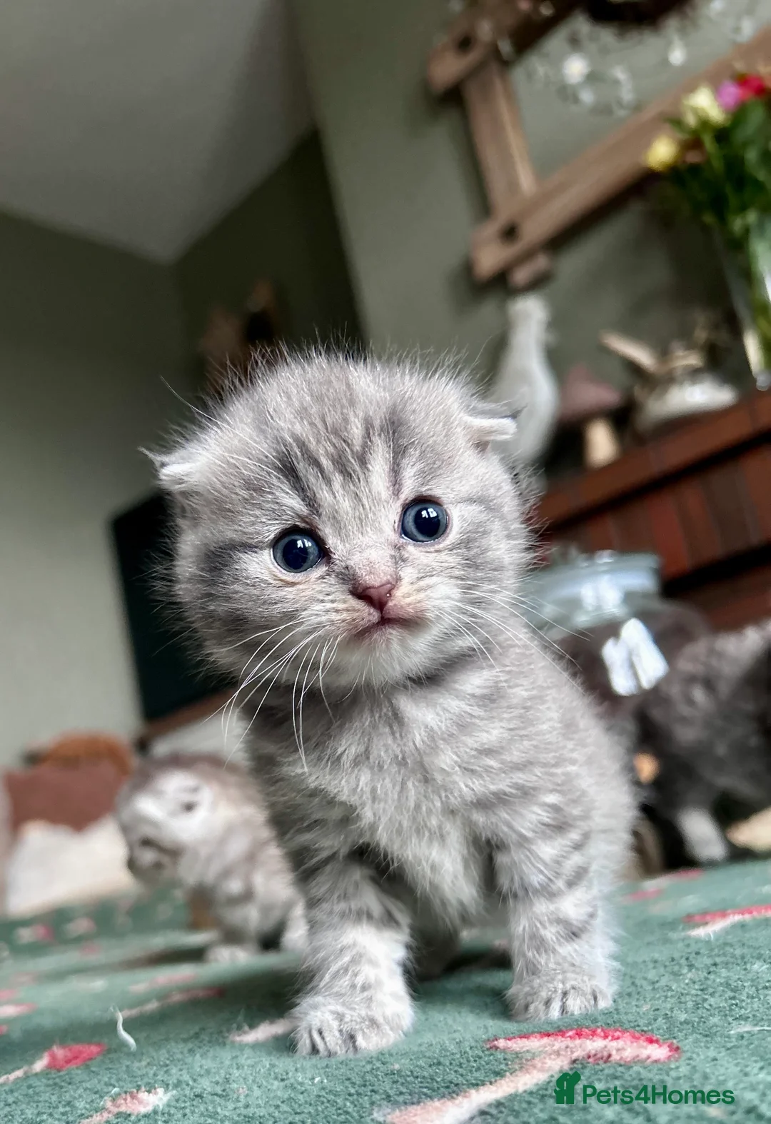 Scottish Fold cats for sale: Scottish Folds ready to reserve - Advert 2