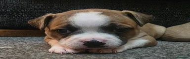 Mixed Breed 1