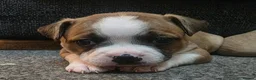 Mixed Breed dogs for sale: STAFFORDSHIRE BULLTERRIOR X FRENCHBULLDOG PUPPIES - Advert 2