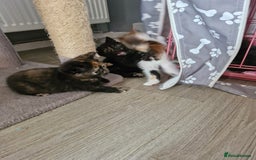 Mixed Breed cats for sale: 4 beautiful moggie girls  - Image 2