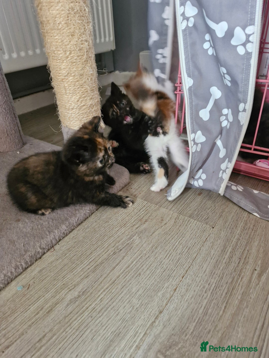 Mixed Breed cats for sale: 4 beautiful moggie girls  - Image 2