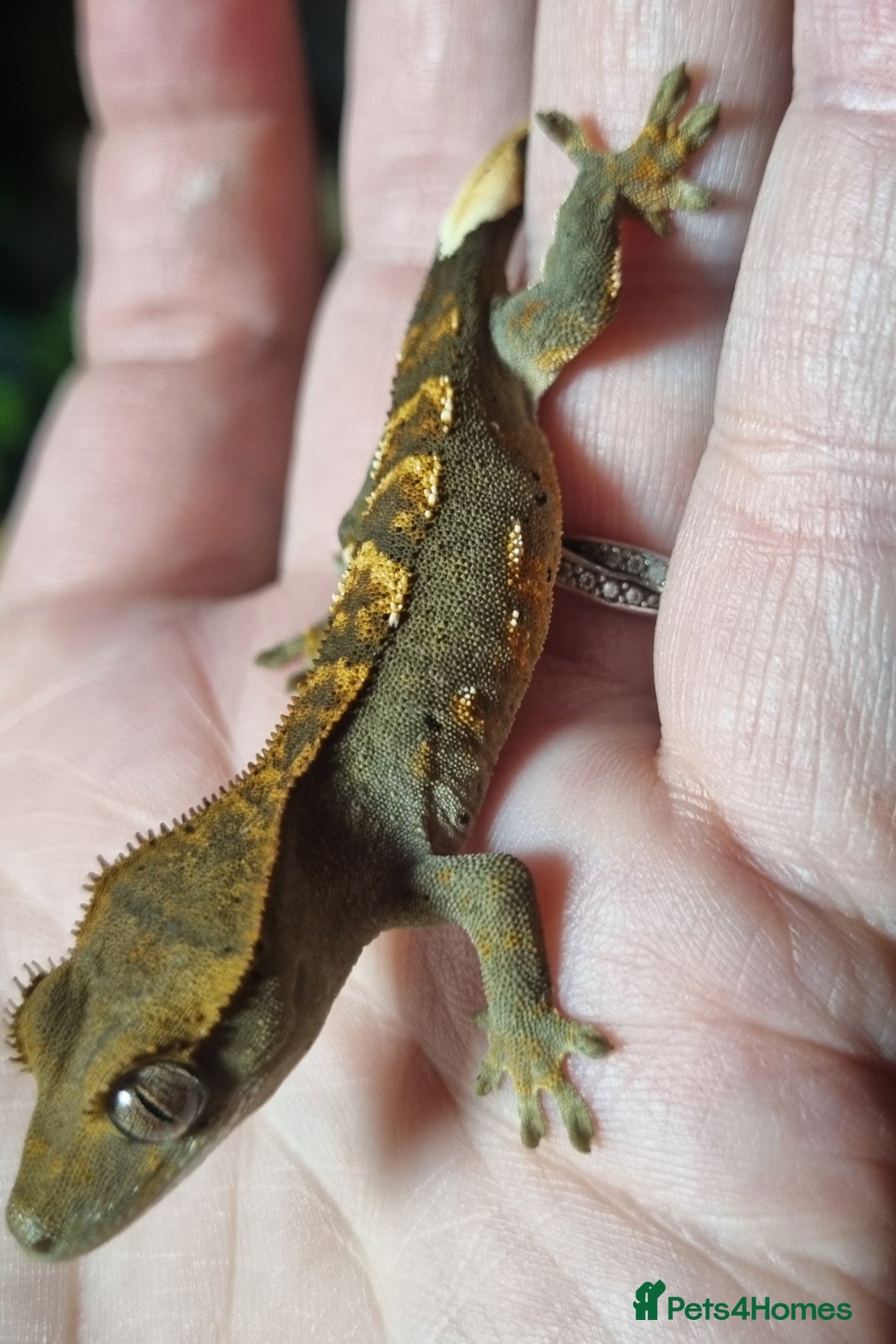 Gecko reptiles for sale: Crested gecko babies for sale  - Advert 3