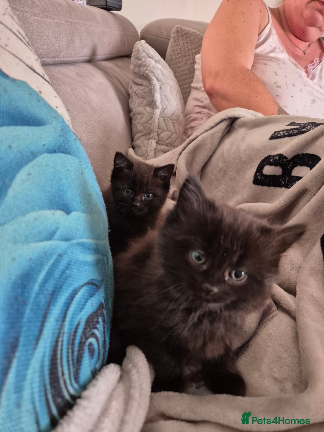 Mixed Breed cats for sale: Gorgeous fluffy chunky little babies  - Image 3