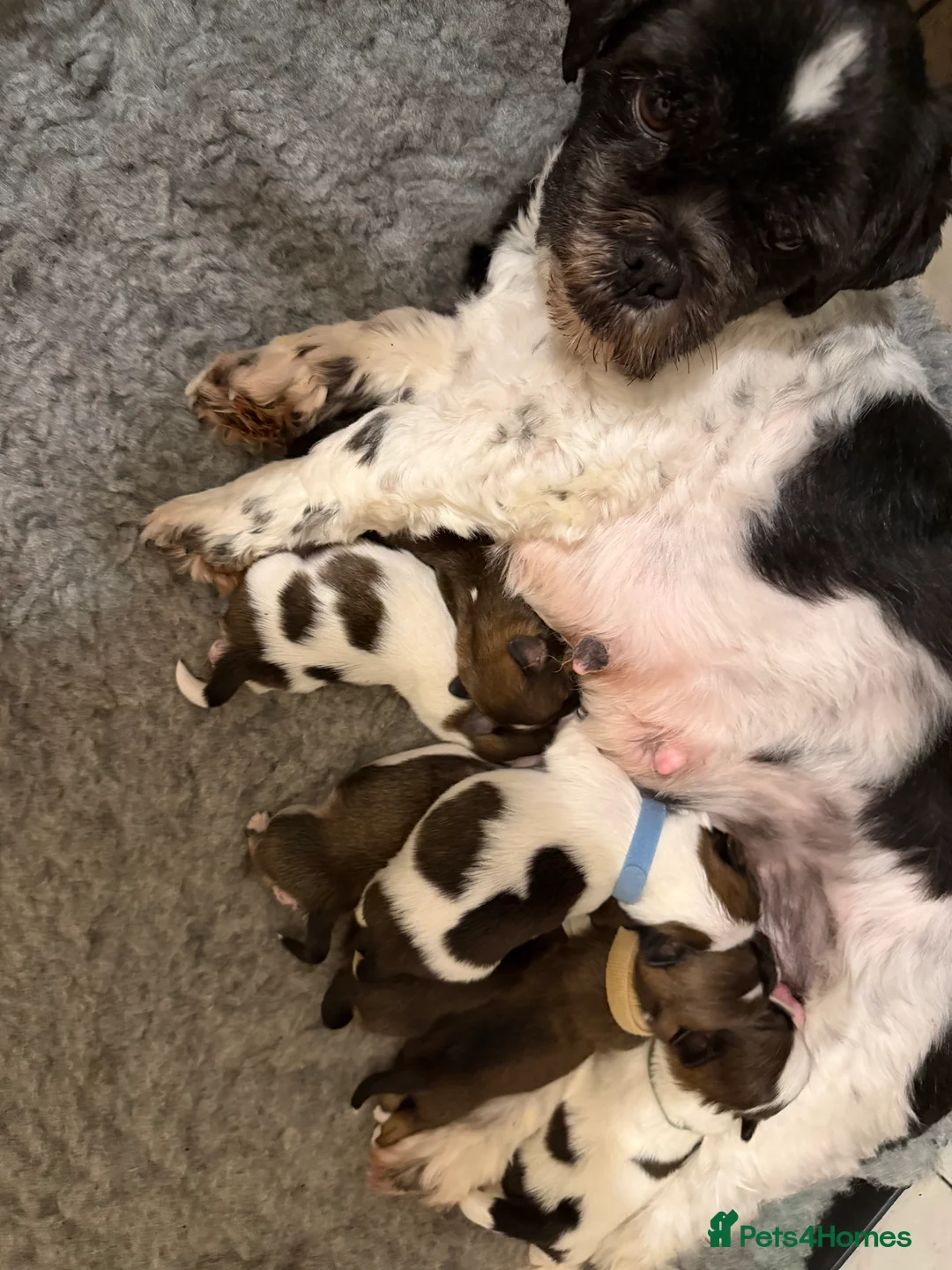 Lhasa Apso dogs for sale: RKC registered puppy boys - Advert 6