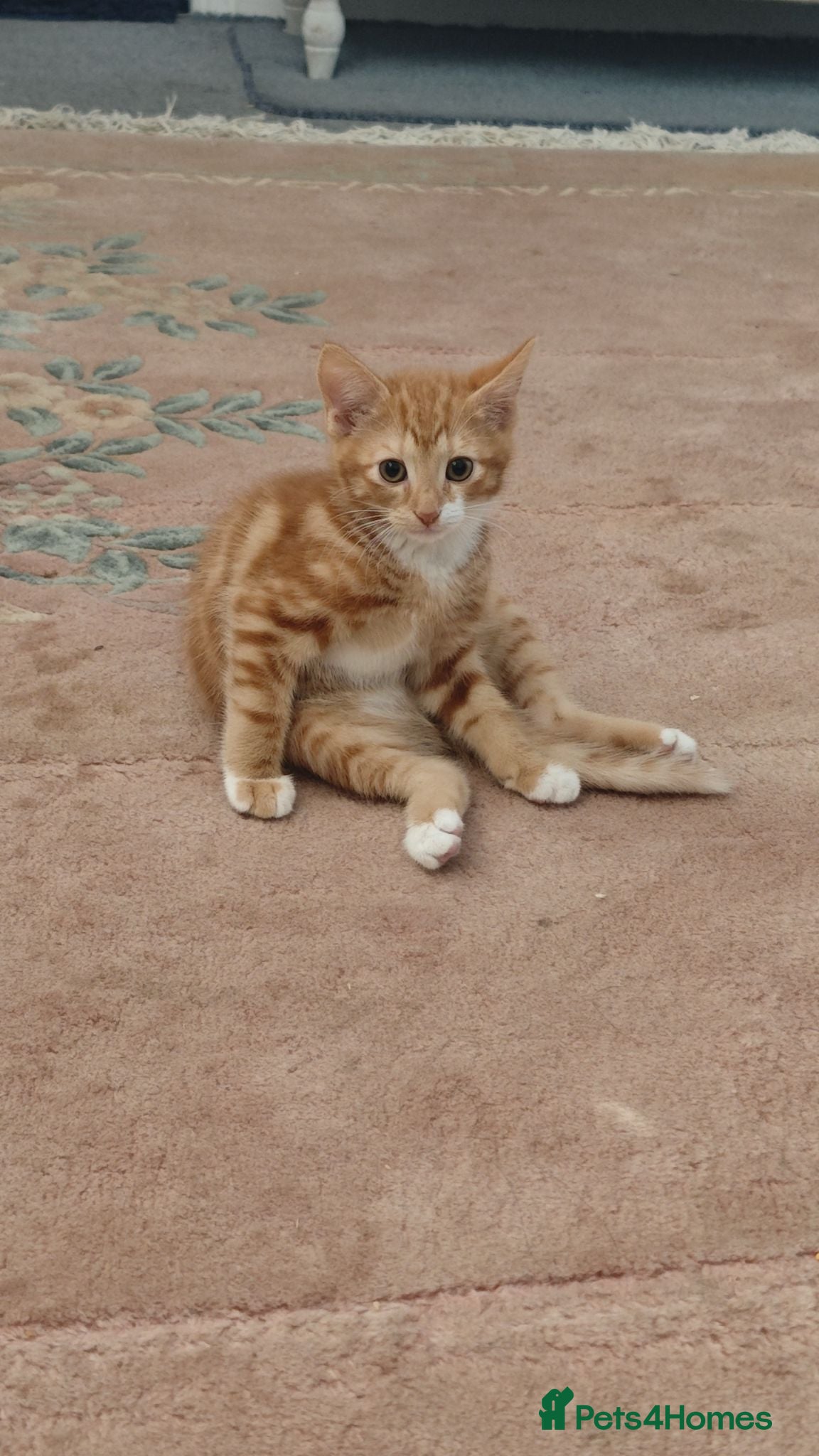 Mixed Breed cats Kitten - Advert 2