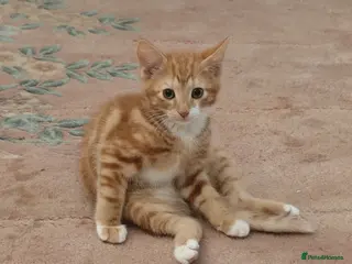 Mixed Breed cats Kitten - Advert 2