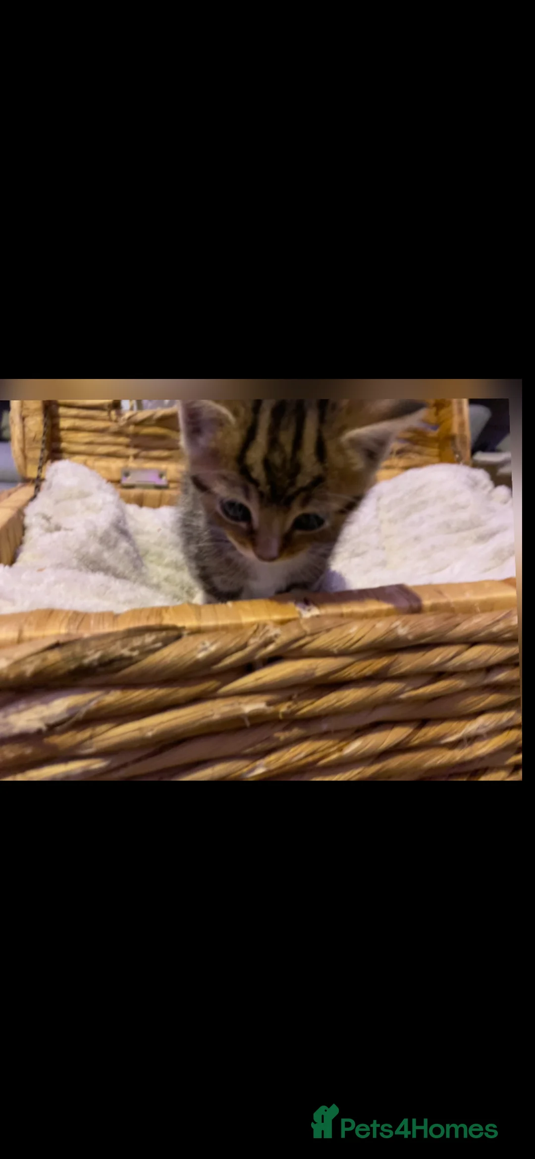 Ragdoll cats for sale: Cute kittens - Advert 2