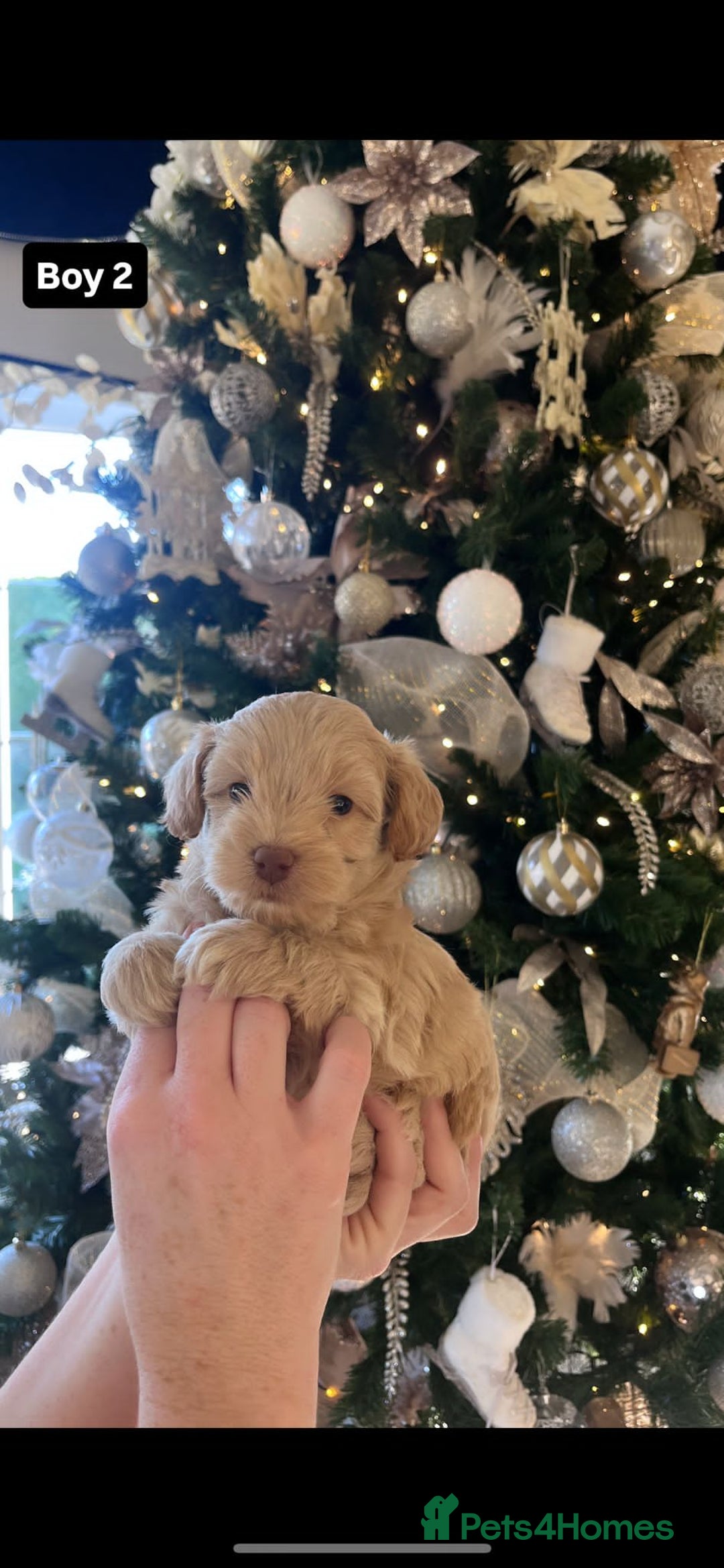 Maltipoo dogs for sale: Toy Maltipoo Puppies - Advert 6