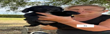 Sprocker 5