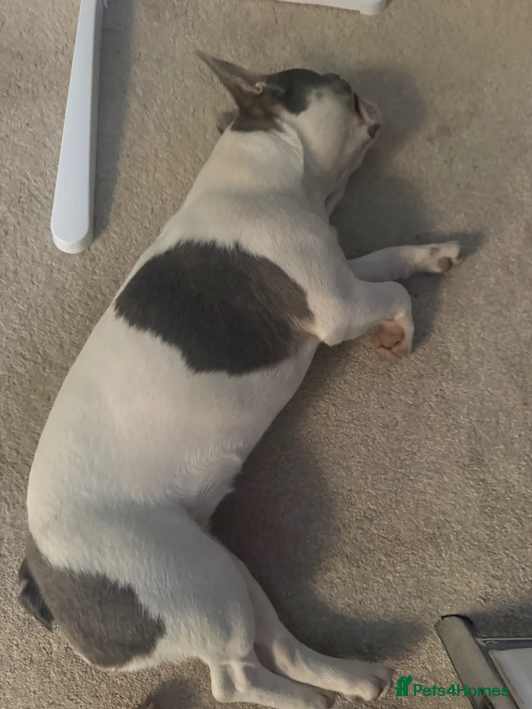 French Bulldog dogs for sale: Re home for 2 beautiful frenchies - Advert 6