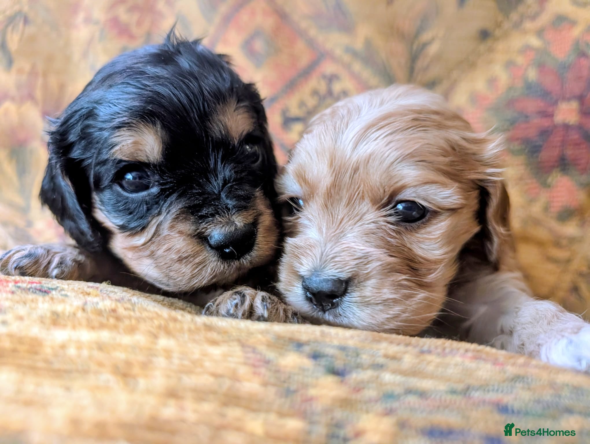 Cavapoo dogs Pretty CAVAPOO pups. Health tested parents - Advert 2
