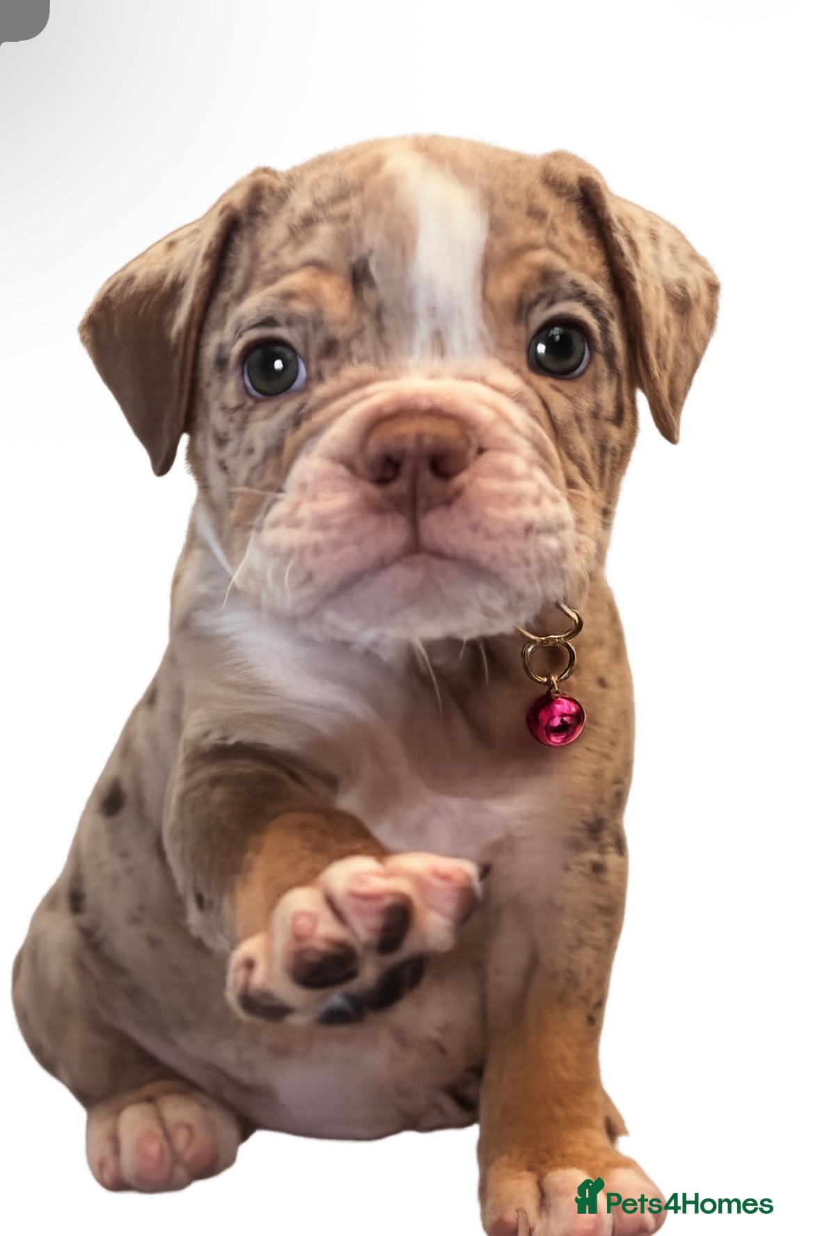 Dorset Olde Tyme Bulldogge dogs ⭐️olde English bulldog puppies ⭐️ - Advert 2