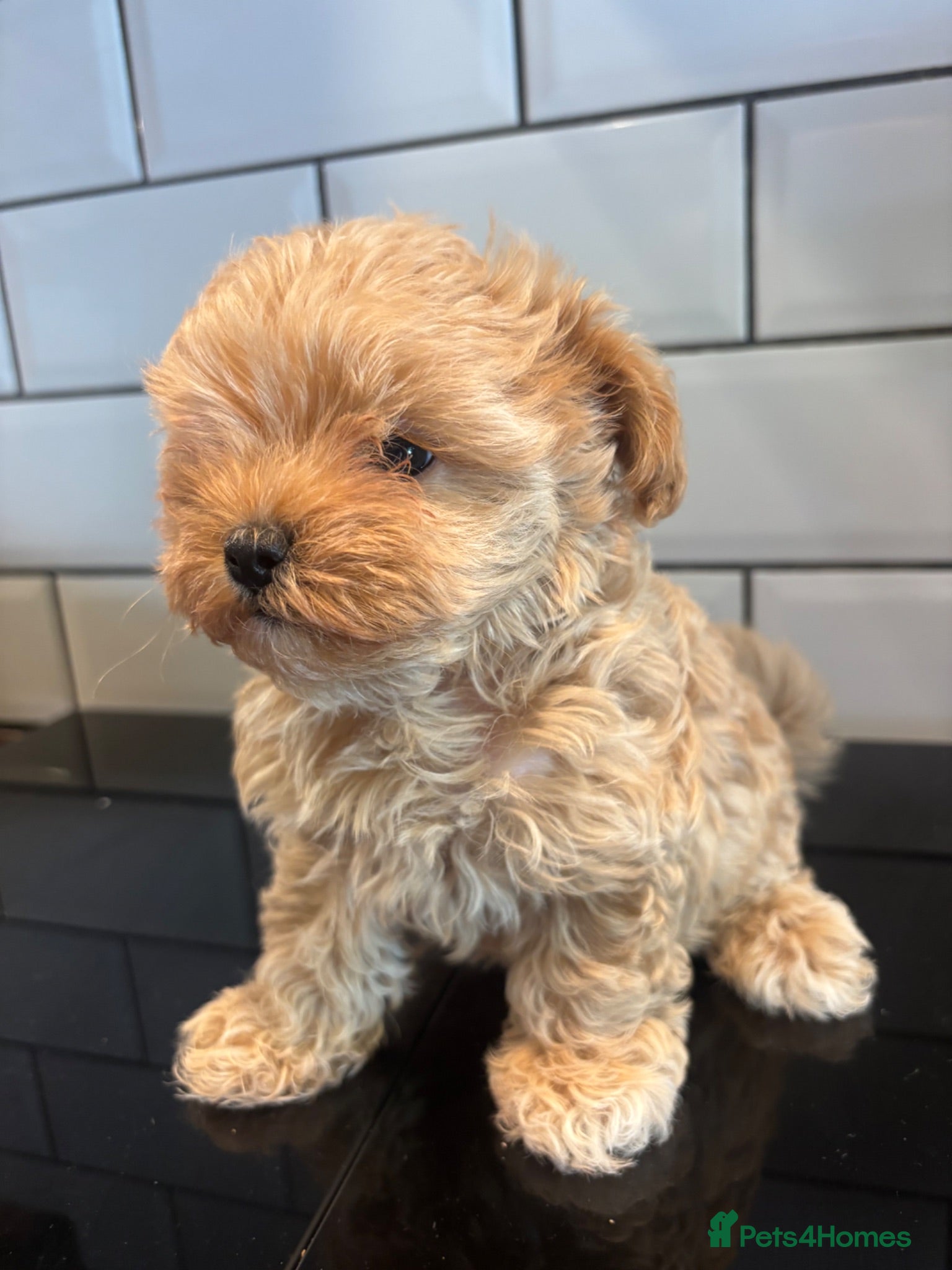 Maltipoo dogs F1 Maltipoo Korean Lineage  - Advert 2