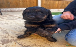 Cockapoo dogs for sale: cockapoo puppies - Advert 10