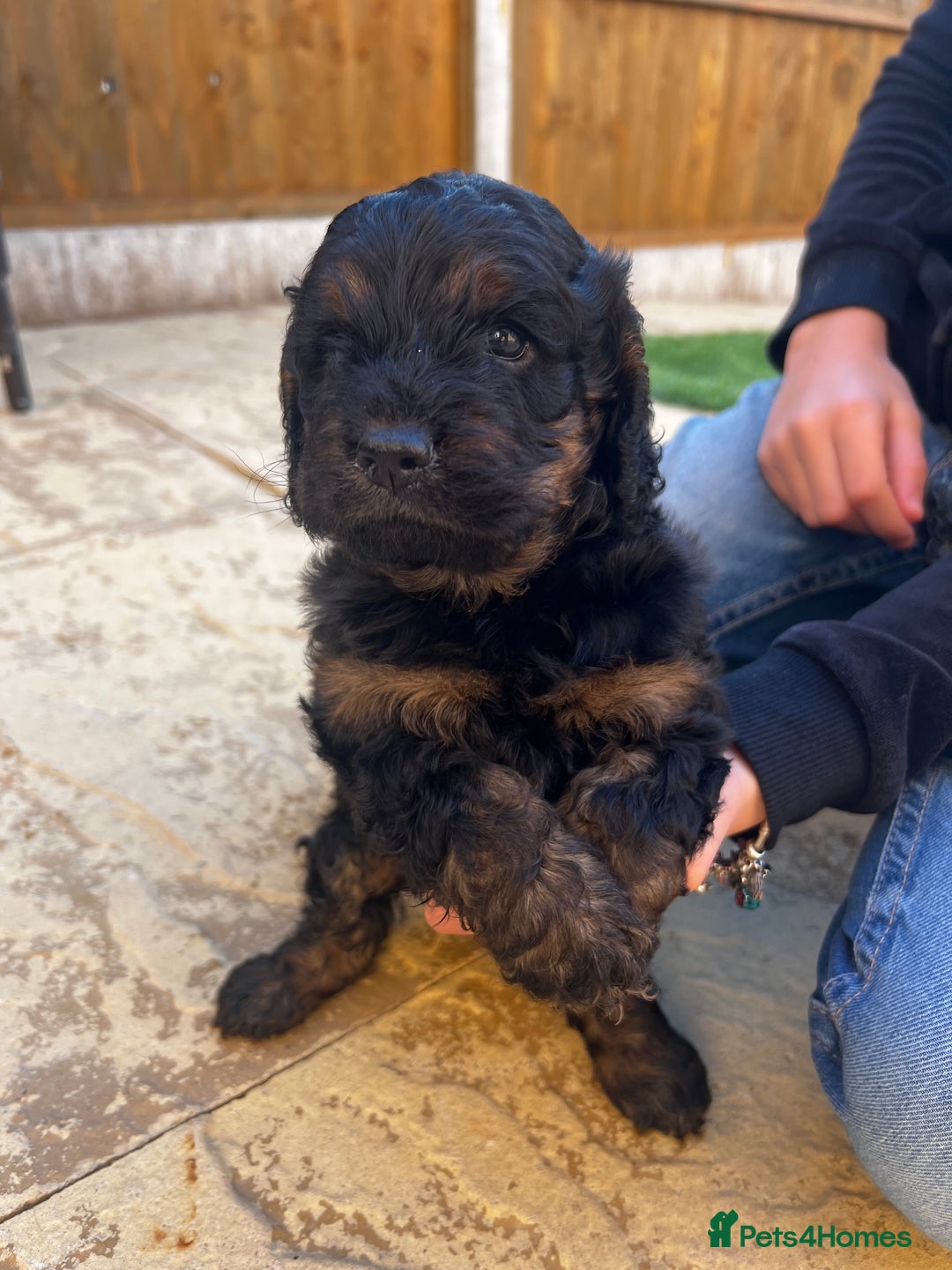 Cockapoo dogs for sale: cockapoo puppies - Advert 10