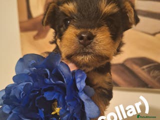 Yorkshire Terrier dogs 😍 Yorkshire Terrier Puppies 😍 - Advert 6