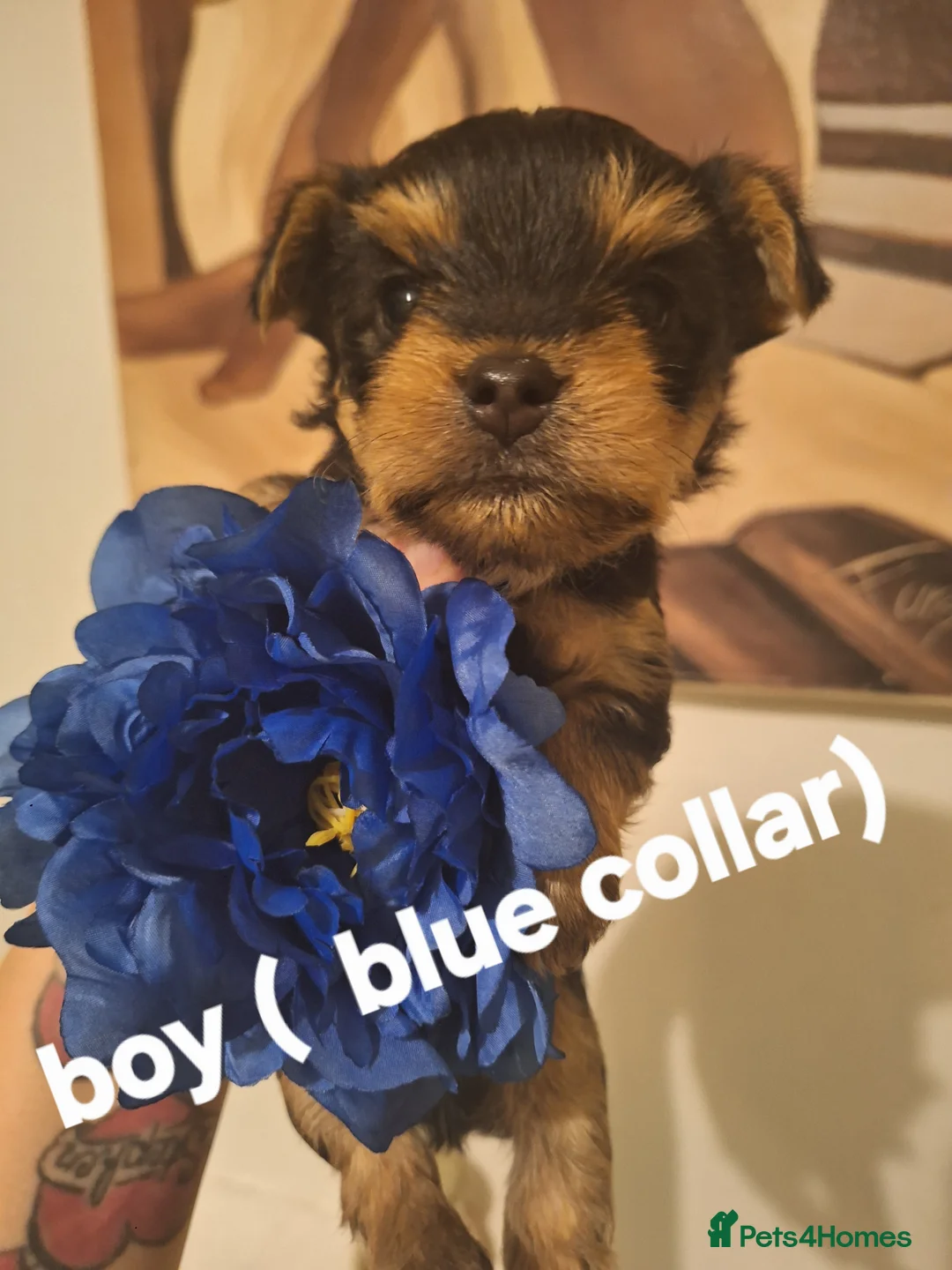 Yorkshire Terrier dogs for sale:  😍 Yorkshire Terrier Puppies 😍  - Advert 1