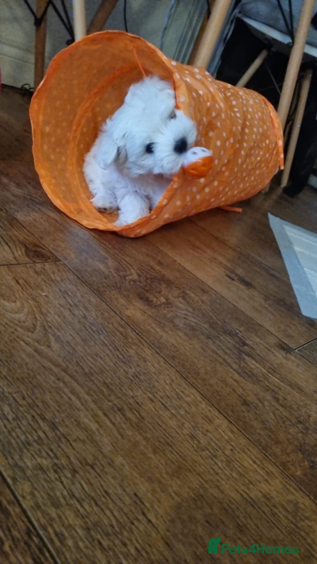Maltese dogs for sale: Maltese Girl Ready to go  - Advert 2