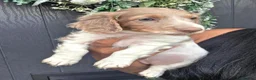 Miniature Dachshund dogs for sale: Isabella and Tan Piebald Long Hair Female - Advert 6