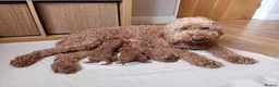 Mini Goldendoodle dogs for sale: Stunning Goldendoodle Puppies - Advert 17