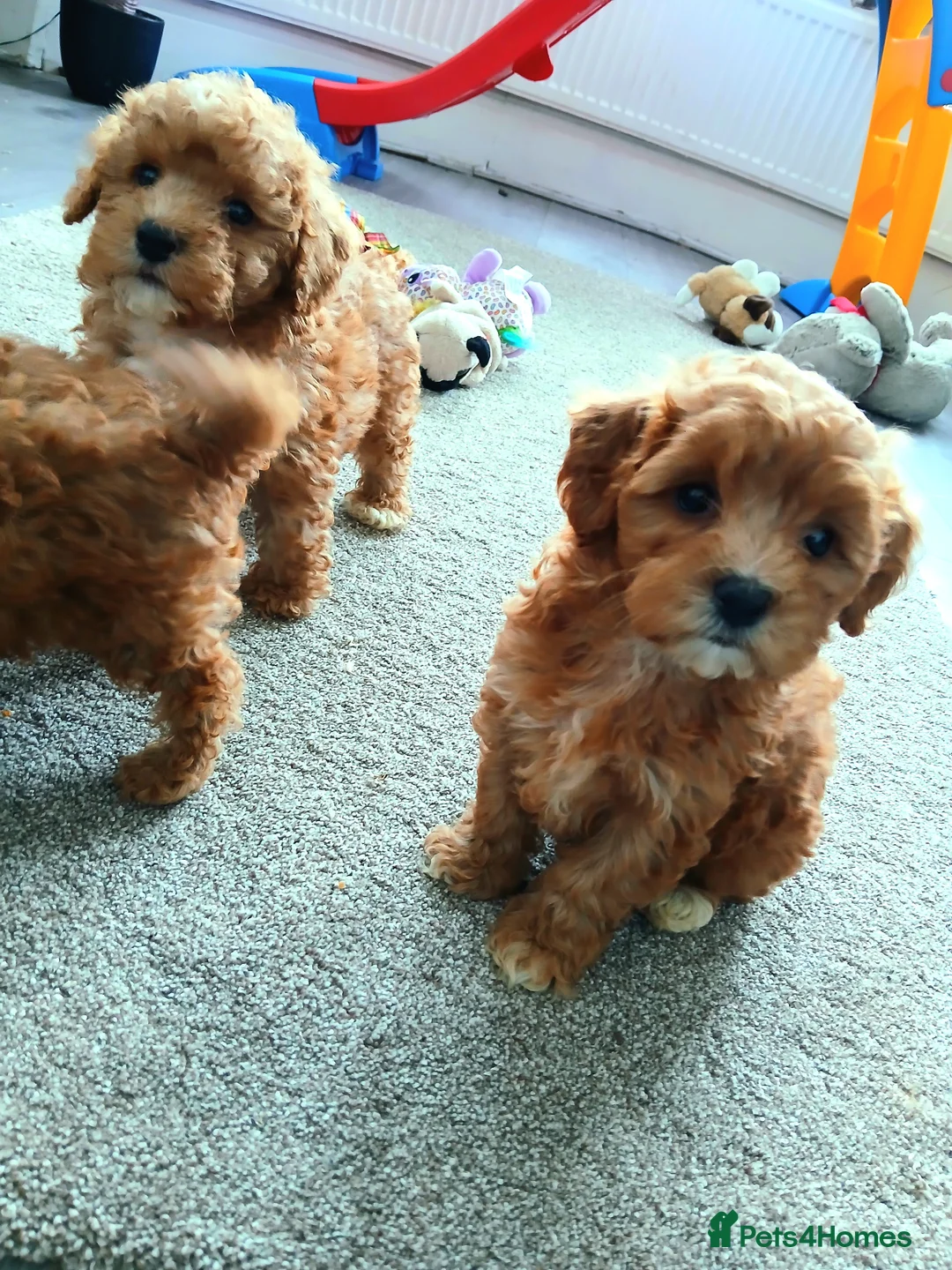 Maltipoo dogs for sale: F1B Maltipoo Puppies for Sale – 1 Boy, 3 Girls - Advert 6