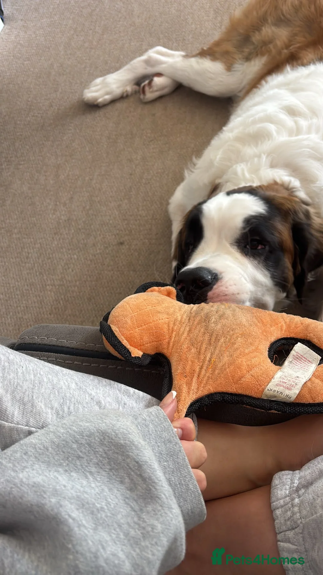 Saint Bernard dogs for sale: 8 month old st bernard - Advert 2