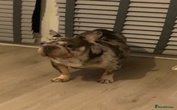 French Bulldog dogs for sale: FLUFFY AND PINK CARRIERS  - Advert 1