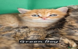 British Shorthair cats for sale: BSH GOLDEN KITTENS - Advert 20