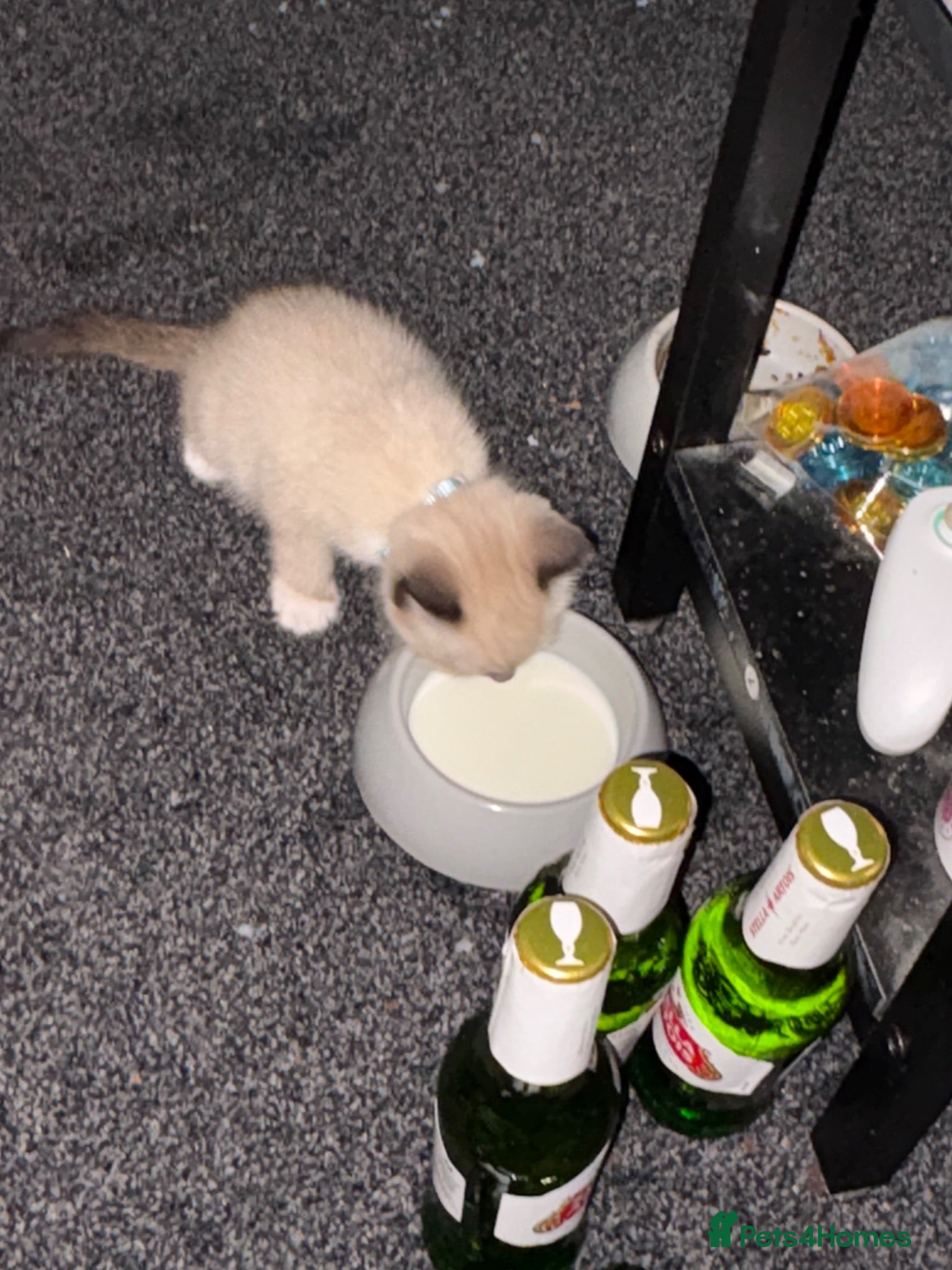Mixed Breed cats Tabby ragdoll - Advert 3