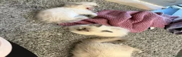 Ragdoll cats for sale: Beautiful pure bred ragdolls  - Advert 9