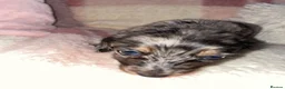 Miniature Dachshund dogs for sale: Fluffy miniature dachshund  - Advert 18