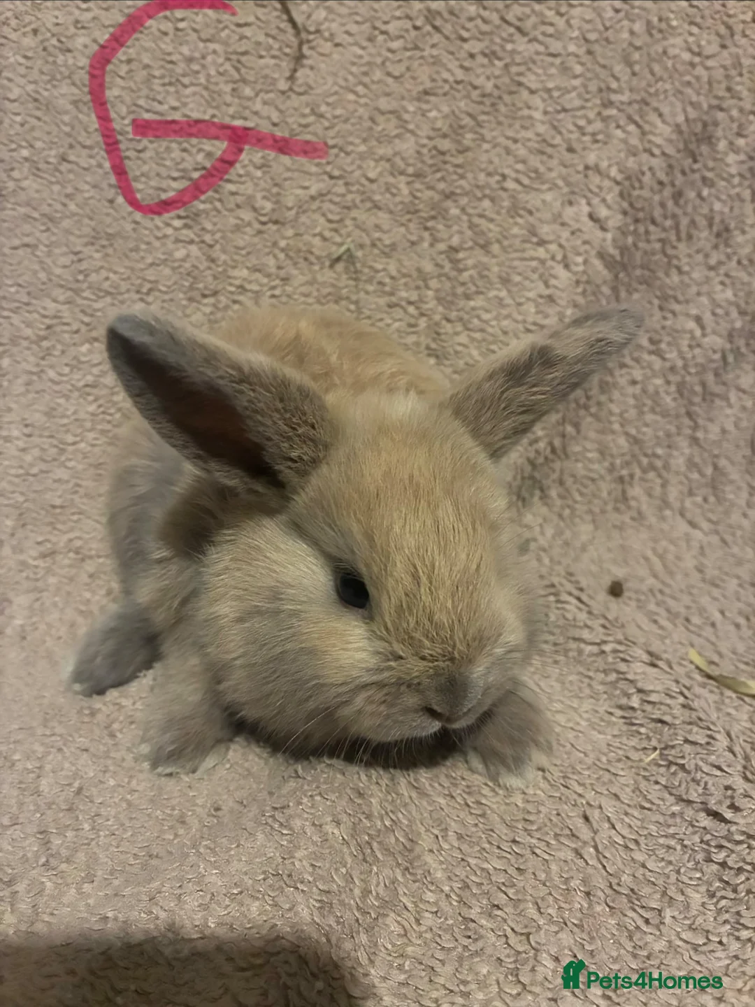 Mini Lop rabbits for sale: Purebred mini lops  - Advert 8