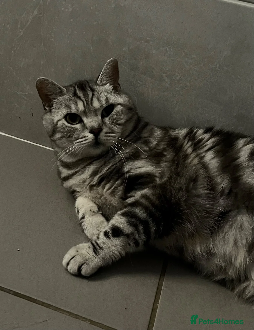 British Shorthair cats for sale: Stunning black silver spotted British Shorthair  - Advert 5